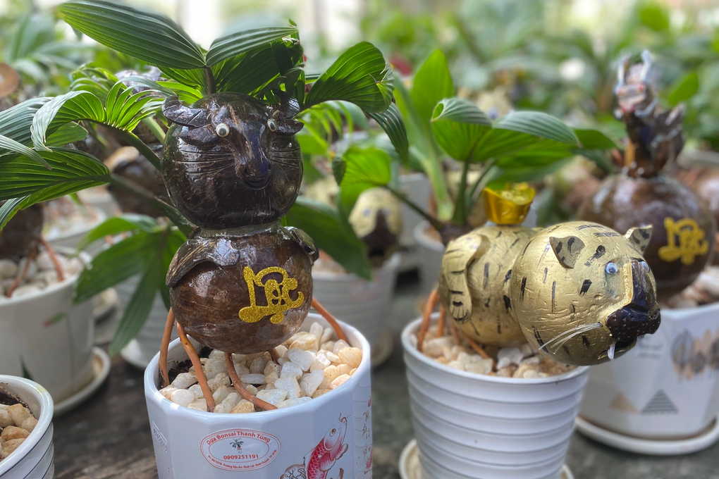 Kiếm tiền triệu mỗi chậu bonsai dừa hình mèo dịp Tết - 6 Kiếm tiền triệu mỗi chậu bonsai dừa hình mèo dịp Tết - 6