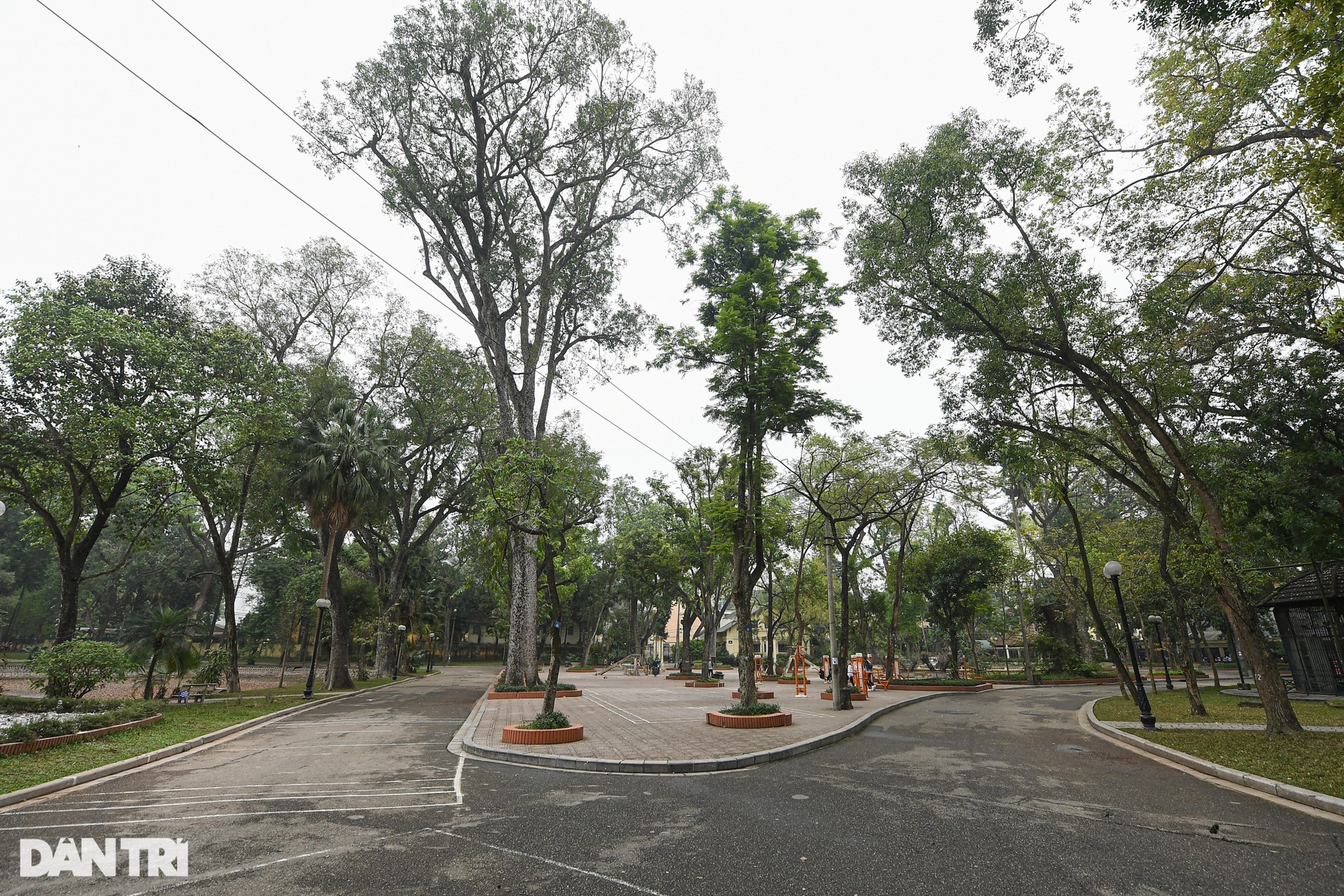 Cây muồng ngủ hơn 100 tuổi ở công viên Bách Thảo chết khô - 2