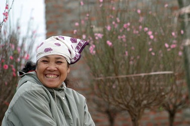 Vườn đào Hà Nội vào Xuân