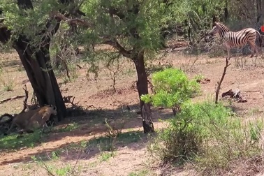 Ngựa vằn may mắn thoát chết khi bị đàn sư tử rượt đuổi