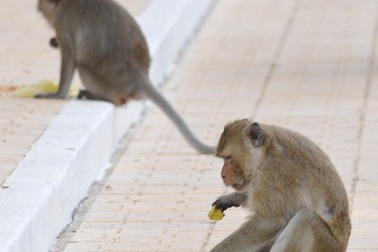 Trộm khỉ lộng hành trong nội ô Tòa thánh Tây Ninh