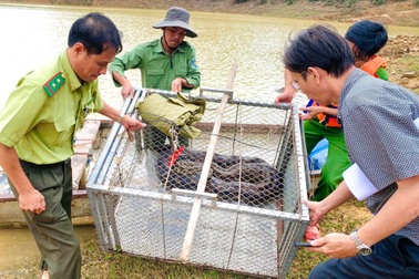 Trăn đất nặng 26kg bò vào vườn nhà dân sau mưa lũ