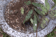 Nghề lạ ở vùng cao nhiều người sợ, kiếm tiền triệu mỗi ngày