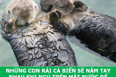 Những sự thật "tan chảy" khiến bạn thêm yêu các loài sinh vật này!