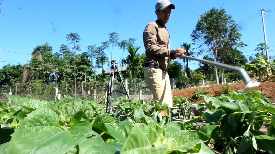 Trồng hơn 8.000 chậu hoa, đôi vợ chồng trẻ kỳ vọng kiếm trăm triệu đồng dịp Tết - 3 Trồng hơn 8.000 chậu hoa, đôi vợ chồng trẻ kỳ vọng kiếm trăm triệu đồng dịp Tết - 3