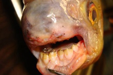 Phát hiện con cá có răng giống người ở Mỹ