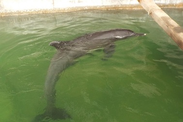 Cá heo “bơi lạc” vào đìa tôm đã chết