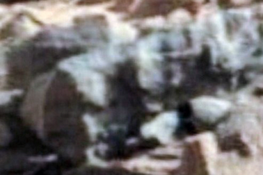 Những sinh vật sống vẫn đang… tồn tại trên sao Hoả?