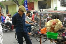 Gà Đông Tảo dỏm được hét giá 6 triệu đồng/cặp