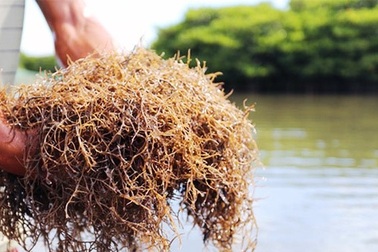 Hấp dẫn loại cây chỉ cần cắm xuống nước mặn, dân thu tiền triệu mỗi ngày