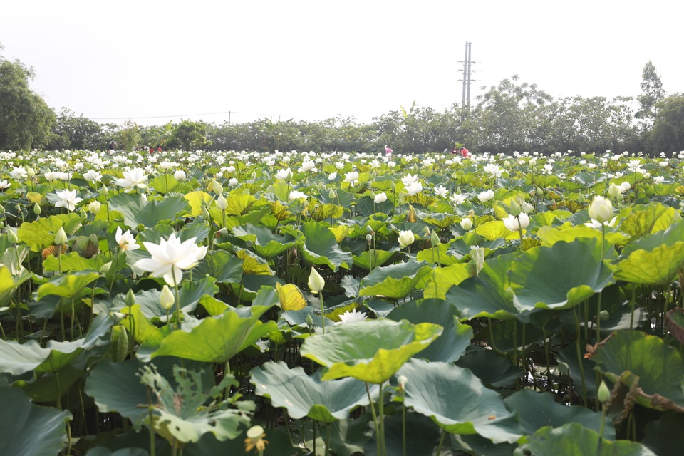 Nữ sinh trường Báo gợi cảm hút hồn bên hoa sen trắng - 1 Nữ sinh trường Báo gợi cảm hút hồn bên hoa sen trắng - 1