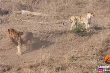 Hài hước khoảnh khắc sư tử đực vụng về khiến con mồi trốn thoát