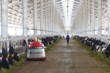 Lô bò A2 thuần chủng đầu tiên từ New Zealand "đặt chân" vào Việt Nam