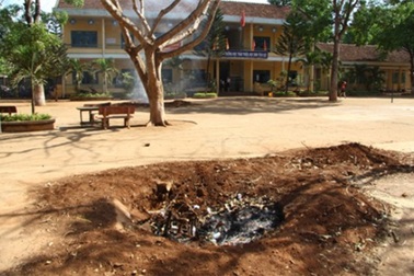 Ban giám hiệu tự ý cho chặt hạ cây lâu năm trong trường