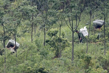 Nữ giám đốc đưa người xuất cảnh trái phép