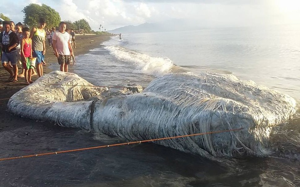 Meet the strange creatures that once washed up on the beach - 2