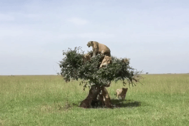 Xem cảnh hài hước đàn sư tử 6 con cùng chen nhau trèo lên một ngọn cây nhỏ