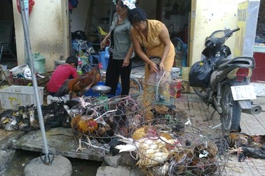 Vi rút nguy hiểm đe dọa, gia cầm lậu vẫn tung hoành