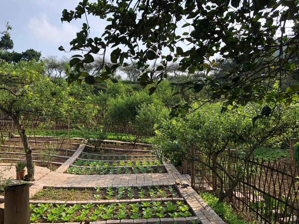 Mắc kẹt ở Mộc Châu do Hà Nội giãn cách, gia đình làm vườn đẹp mê - 5 Mắc kẹt ở Mộc Châu do Hà Nội giãn cách, gia đình làm vườn đẹp mê - 5
