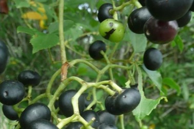 Bỏ túi không dưới 1 triệu/ngày từ trái giác - "lộc rừng" U Minh Hạ