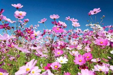 Hạt giống Việt Nam được đưa lên trồng trên vũ trụ