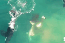 Cá voi sát thủ hợp sức "đánh úp" cá mập trắng