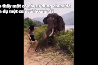 Cô gái trả giá đắt vì trêu chọc voi hoang dã