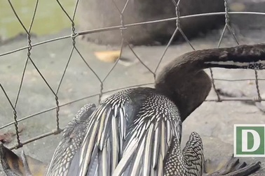 Giăng lưới bắt được chim quý ở Sài Gòn