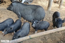 Người làm nghề nuôi lợn đen Nghệ An "cháy hàng" trước Tết