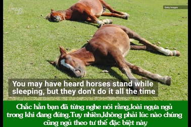 “Giải mã” cách loài ngựa có thể đứng thẳng ngay trong lúc ngủ