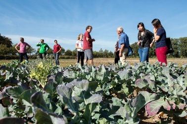 Người dân Hà Lan góp tiền mở trang trại tập thể cùng trồng rau, nuôi gà