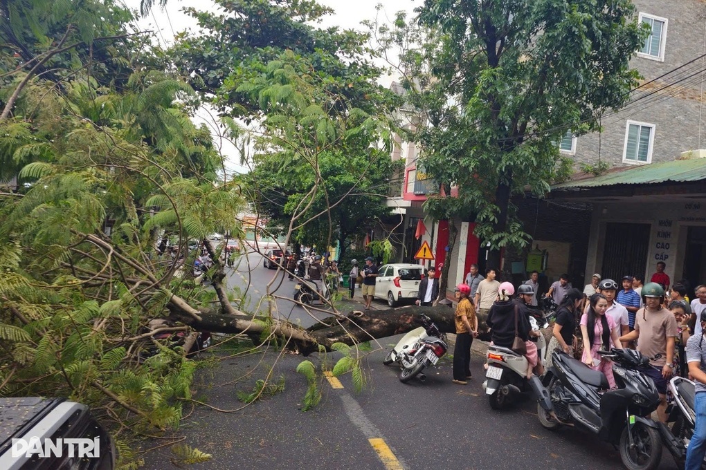 Cây bật gốc đè trúng người và phương tiện, ai chịu trách nhiệm? - 1 Cây bật gốc đè trúng người và phương tiện, ai chịu trách nhiệm? - 1