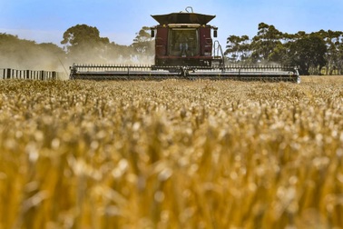 Trung Quốc, Australia chấm dứt cuộc chiến lúa mạch