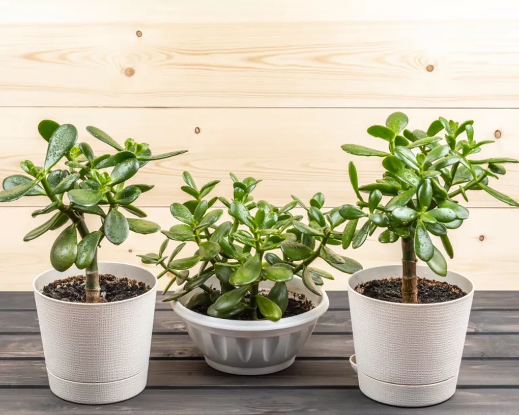 Các loại cây nên và tránh trồng trong nhà theo nguyên tắc phong thủy - 9 Các loại cây nên và tránh trồng trong nhà theo nguyên tắc phong thủy - 9
