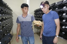 Mục sở thị "chung cư mi ni" nuôi cua biển giữa phố của chàng trai 9X