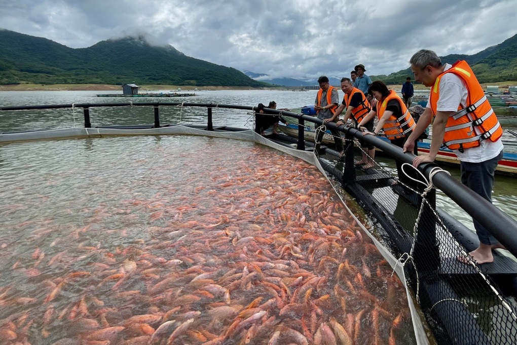 Cá nuôi hồ lần đầu xuất khẩu sang Nhật Bản làm sushi, nông dân mừng rỡ - 2