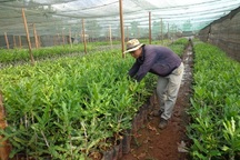 Cây mắc ca giống "cháy hàng" và những hiểm hoạ