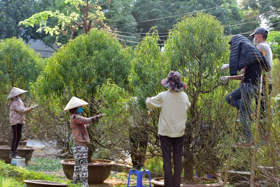 Chi tiền triệu thuê nhân công tuốt lá đào đón Tết Canh Tý - 2 Chi tiền triệu thuê nhân công tuốt lá đào đón Tết Canh Tý - 2