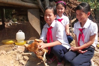 Con gà và hũ gạo tình thương