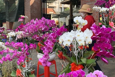 Tiểu thương quyết không giảm giá hoa dù cận Tết