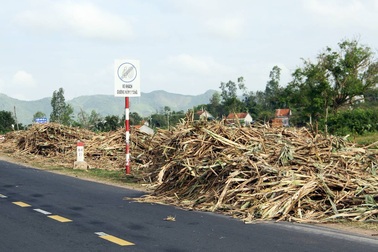 Mía ngã, giá thấp, người trồng thấp thỏm lo thua lỗ