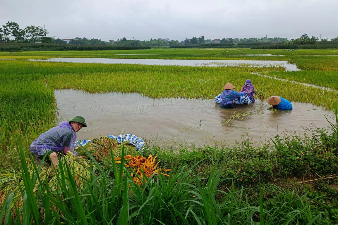 Công an, bộ đội dầm nước lũ cứu lúa giúp dân - 6 Công an, bộ đội dầm nước lũ cứu lúa giúp dân - 6