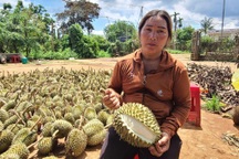 Dông lốc đi qua, 200 tấn sầu riêng để lại cùng nước mắt cay cực