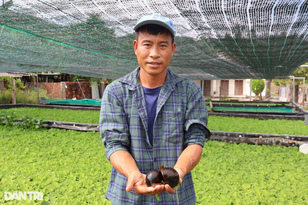 Nuôi con đặc sản hiền khô, ăn toàn thứ rẻ tiền, 8X thu lãi lớn - 2 Nuôi con đặc sản hiền khô, ăn toàn thứ rẻ tiền, 8X thu lãi lớn - 2