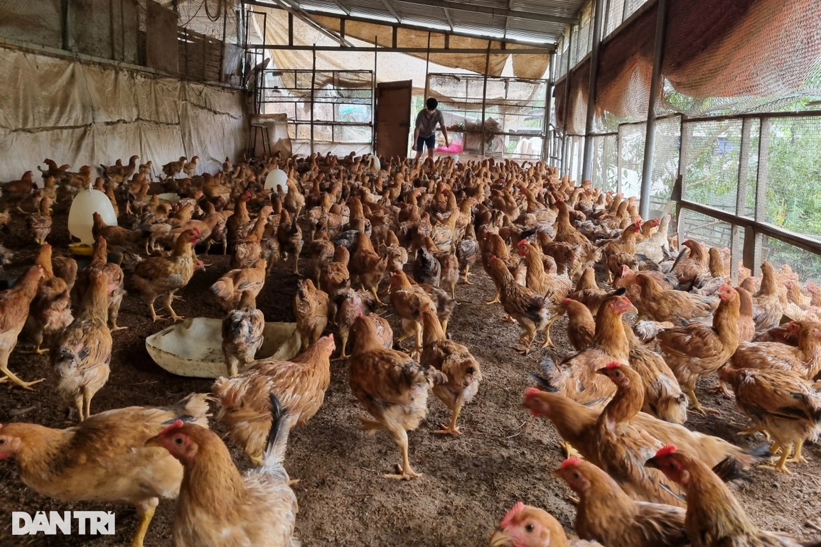 Nghỉ nuôi thỏ để chăm gà xương nhỏ, bỏ túi 300 triệu đồng mỗi năm - 2 Nghỉ nuôi thỏ để chăm gà xương nhỏ, bỏ túi 300 triệu đồng mỗi năm - 2