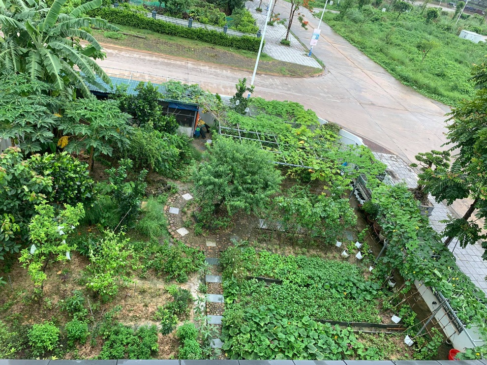 Mảnh vườn 300 m2 sum suê rau trái, thu hoạch mỏi tay của mẹ đảm Quảng Ninh - 1 Mảnh vườn 300 m2 sum suê rau trái, thu hoạch mỏi tay của mẹ đảm Quảng Ninh - 1