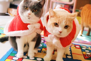 Chủ nhân rút hầu bao, chi đậm sắm đồ Noel cho thú cưng