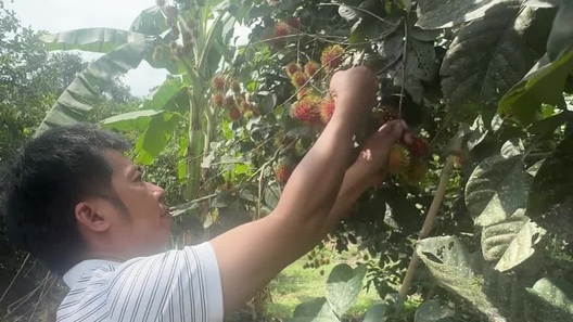 Trải nghiệm ăn chôm chôm tại vườn ở Đồng Nai