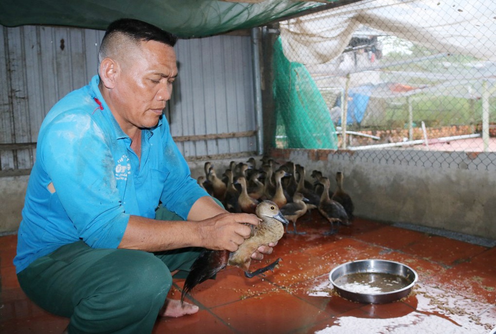 Người đàn ông Chăm, nuôi con ăn cỏ, ngủ bờ thu hàng trăm triệu đồng/năm - 3 Người đàn ông Chăm, nuôi con ăn cỏ, ngủ bờ thu hàng trăm triệu đồng/năm - 3