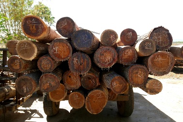 Nóng vấn đề rút ruột rừng Tây Nguyên